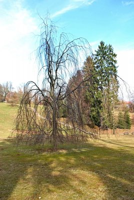 Fagus sylvatica 'Pendula' - buk lesní - zimní habitus (24)
